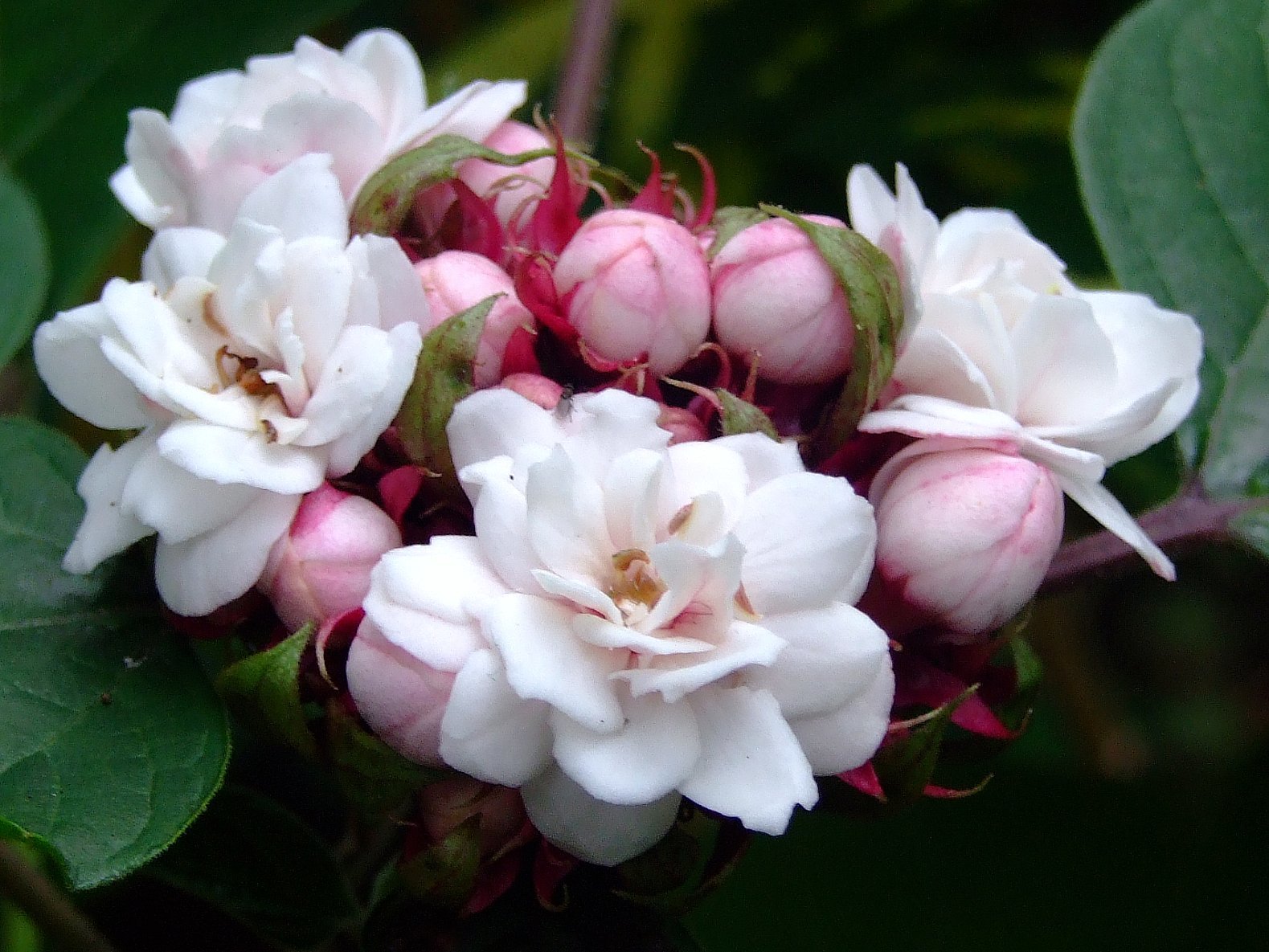 Clerodendrum chinense