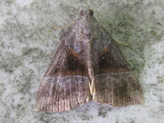 Hypena trigonalis