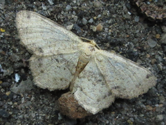 Microcalicha invenustaria