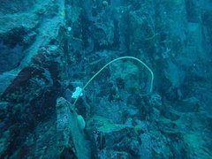 Primnoella chilensis