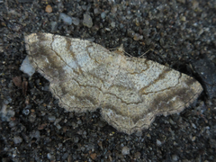 Polymixinia appositaria