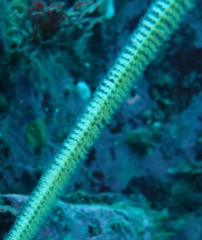 Primnoella chilensis