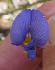 Lotononis filiformis