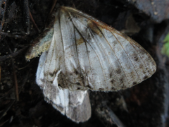 Ophthalmitis albosignaria