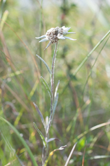 Leontopodium ochroleucum
