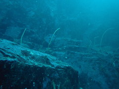 Primnoella chilensis