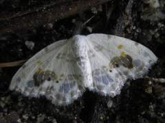 Auzata nigrata