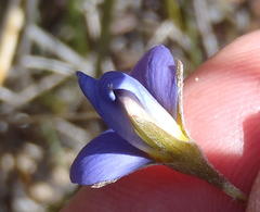 Lotononis filiformis