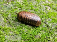 Arthrosphaera versicolor