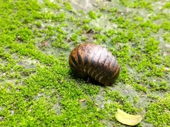 Arthrosphaera versicolor