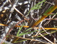 Lotononis filiformis