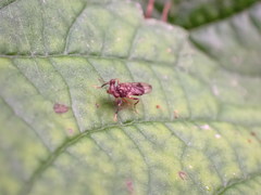 Sphyracephala brevicornis