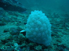 Aplidium fuegiense