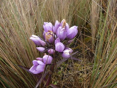 Gentianella foliosa