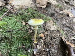 Amanita levistriata