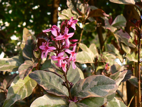 Pseuderanthemum carruthersii