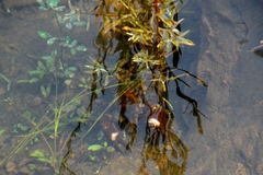 Pacifastacus leniusculus