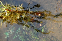 Pacifastacus leniusculus