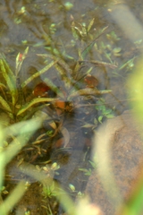 Pacifastacus leniusculus