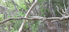 Anolis oligaspis