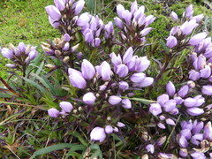 Gentianella foliosa