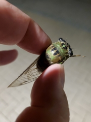 Neotibicen winnemanna