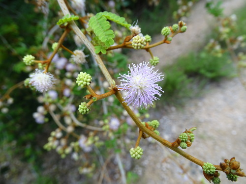 Image of Mimosa bahamensis by (c) Alexis López Hernández, some rights reserved (CC BY)