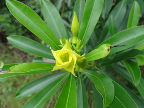 Cascabela gaumeri (Cascabela gaumeri)