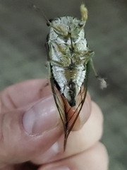 Neotibicen winnemanna