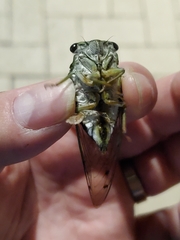 Neotibicen winnemanna
