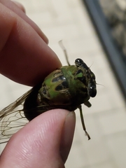 Neotibicen winnemanna
