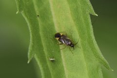 Plagiognathus obscurus