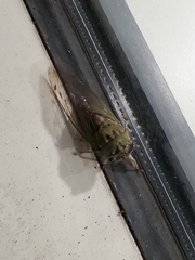 Neotibicen winnemanna