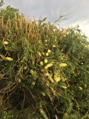 Acacia verticillata verticillata