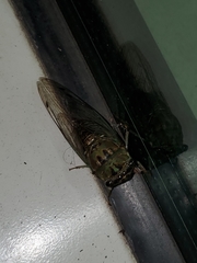 Neotibicen winnemanna