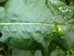 Caryomyia tubicola image