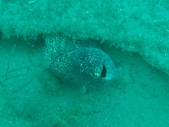 Gymnothorax pseudothyrsoideus