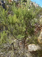 Aspalathus hirta hirta