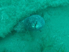 Gymnothorax pseudothyrsoideus