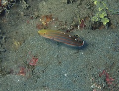 Koumansetta rainfordi