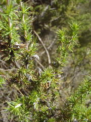 Aspalathus hirta hirta