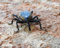 Homalinotus deplanatus