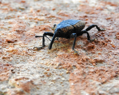 Homalinotus deplanatus