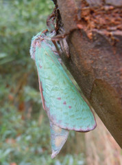 Aenetus montanus