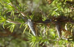 Aspalathus hirta hirta