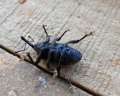 Homalinotus deplanatus