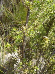 Aspalathus hirta hirta