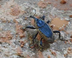 Homalinotus deplanatus