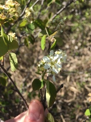 Amelanchier humilis
