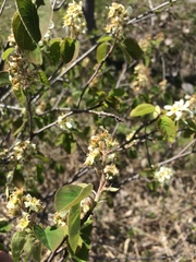 Amelanchier humilis